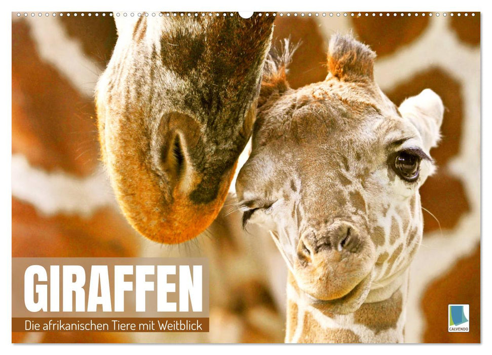 Giraffen: die afrikanischen Tiere mit Weitblick (CALVENDO Wandkalender 2025)