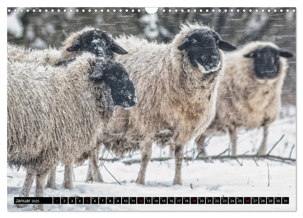 Rhönschafe - Symphatieträger des Biosphärenreservats Rhön (CALVENDO Wandkalender 2025)