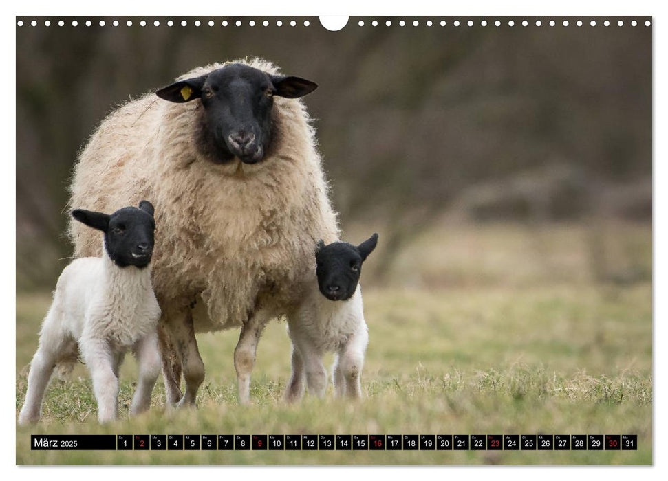 Rhönschafe - Symphatieträger des Biosphärenreservats Rhön (CALVENDO Wandkalender 2025)