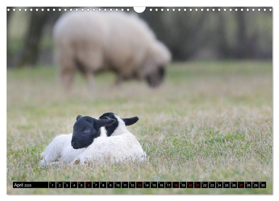 Rhönschafe - Symphatieträger des Biosphärenreservats Rhön (CALVENDO Wandkalender 2025)