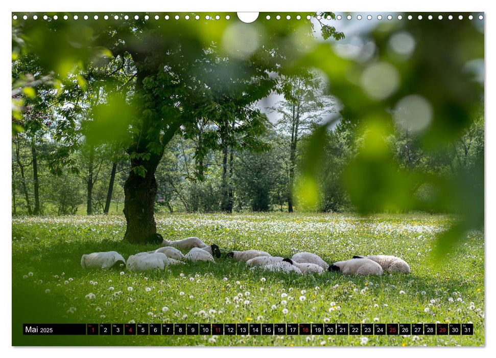 Rhönschafe - Symphatieträger des Biosphärenreservats Rhön (CALVENDO Wandkalender 2025)