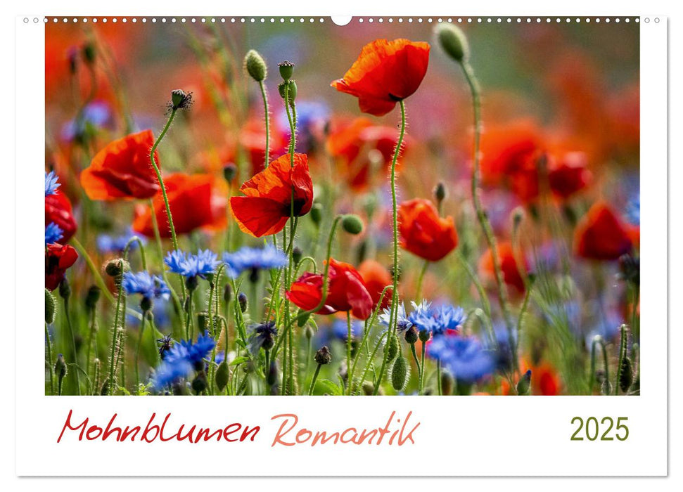 Mohnblumen Romantik (CALVENDO Wandkalender 2025)