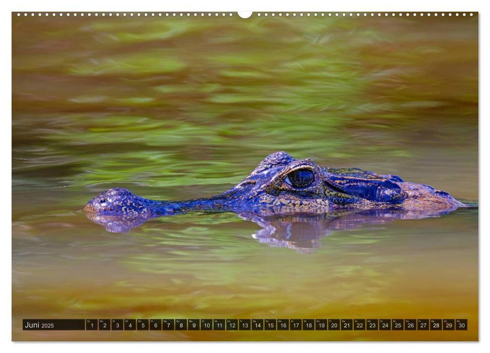 Tiere im Pantanal - viaje.ch (CALVENDO Wandkalender 2025)