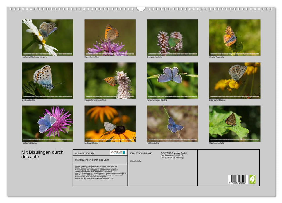 Mit Bläulingen durch das Jahr (CALVENDO Wandkalender 2025)