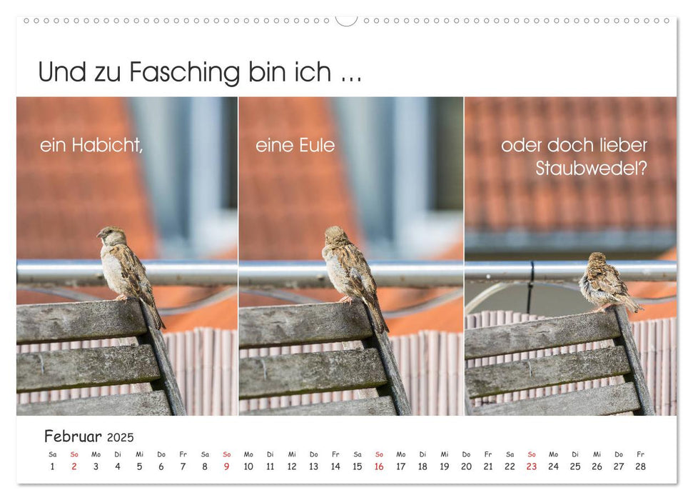 Er kam, sah und tschilpte - Spatzengeschichten vom Balkon (CALVENDO Premium Wandkalender 2025)