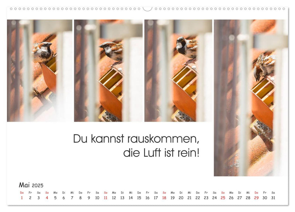 Er kam, sah und tschilpte - Spatzengeschichten vom Balkon (CALVENDO Premium Wandkalender 2025)