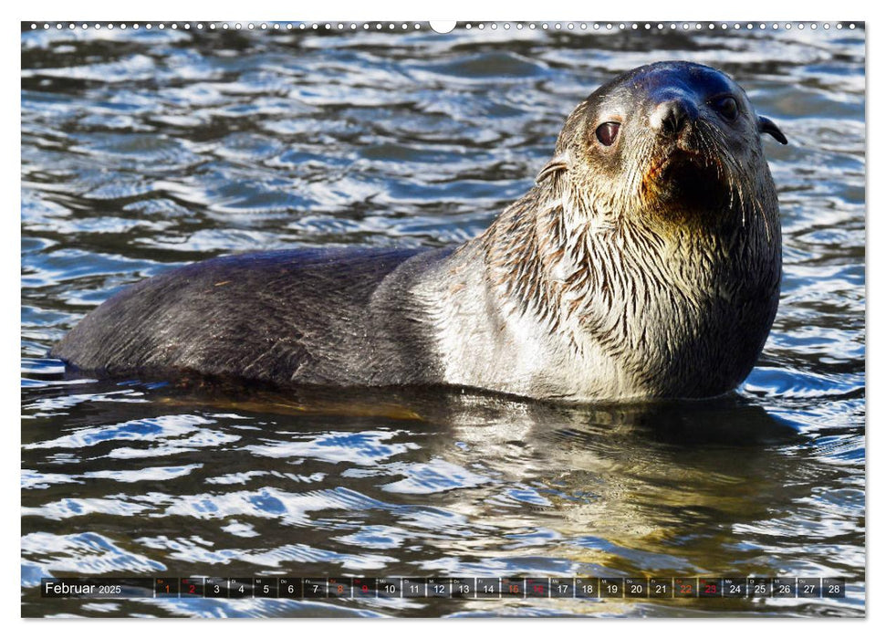 Tierparadies Südpolarmeer (CALVENDO Premium Wandkalender 2025)