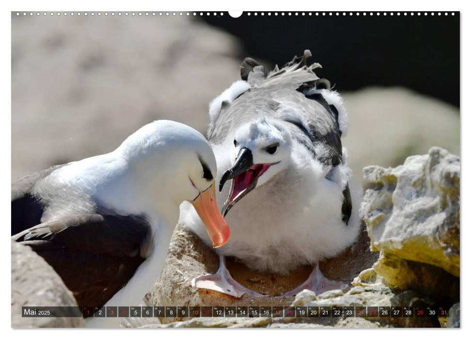 Tierparadies Südpolarmeer (CALVENDO Premium Wandkalender 2025)