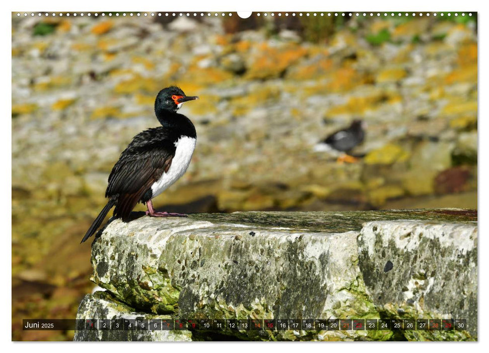 Tierparadies Südpolarmeer (CALVENDO Premium Wandkalender 2025)