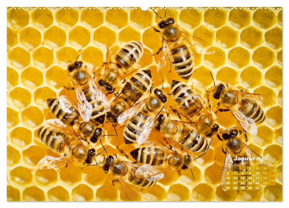 Ein Leben für den Honig - Bienen und Imker (CALVENDO Premium Wandkalender 2025)