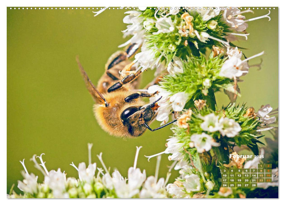 Ein Leben für den Honig - Bienen und Imker (CALVENDO Premium Wandkalender 2025)