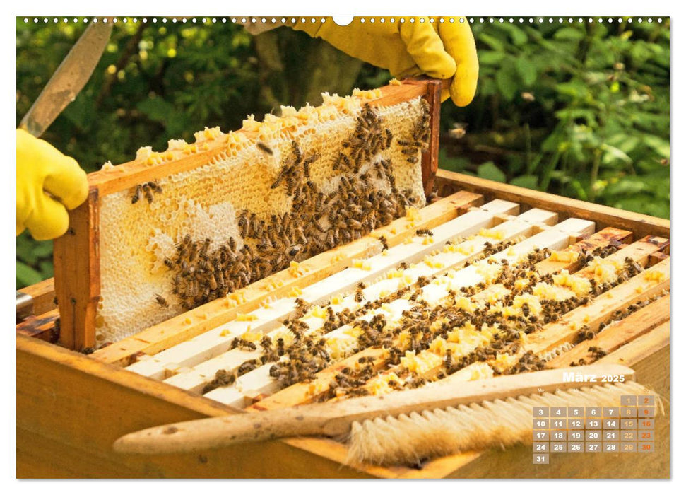 Ein Leben für den Honig - Bienen und Imker (CALVENDO Premium Wandkalender 2025)