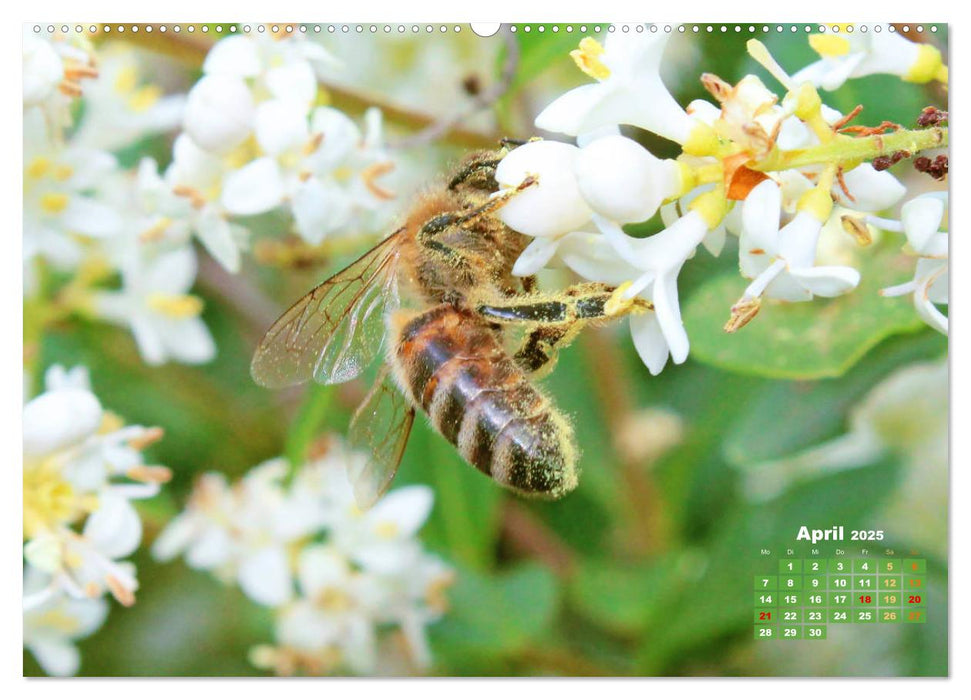 Ein Leben für den Honig - Bienen und Imker (CALVENDO Premium Wandkalender 2025)