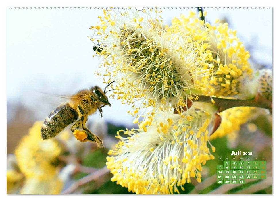 Ein Leben für den Honig - Bienen und Imker (CALVENDO Premium Wandkalender 2025)