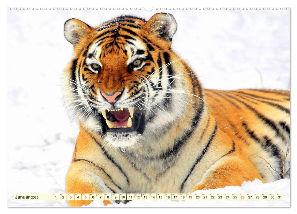 Tiger. Die schönsten Katzen der Erde (CALVENDO Premium Wandkalender 2025)