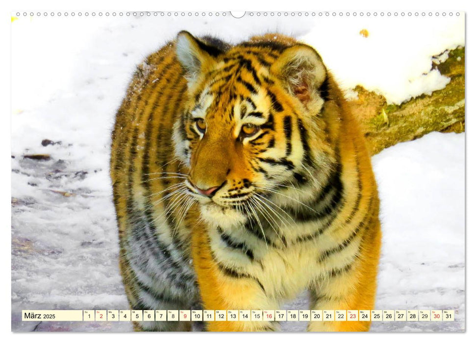 Tiger. Die schönsten Katzen der Erde (CALVENDO Premium Wandkalender 2025)