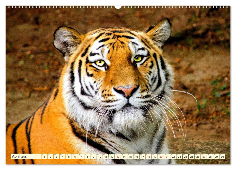 Tiger. Die schönsten Katzen der Erde (CALVENDO Premium Wandkalender 2025)