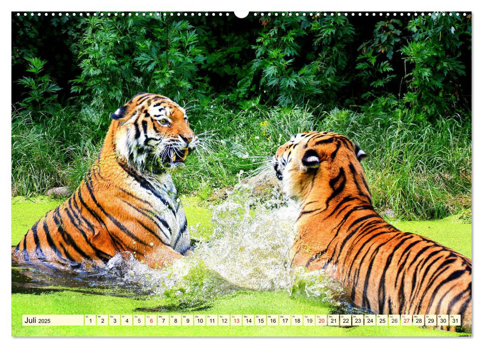 Tiger. Die schönsten Katzen der Erde (CALVENDO Premium Wandkalender 2025)