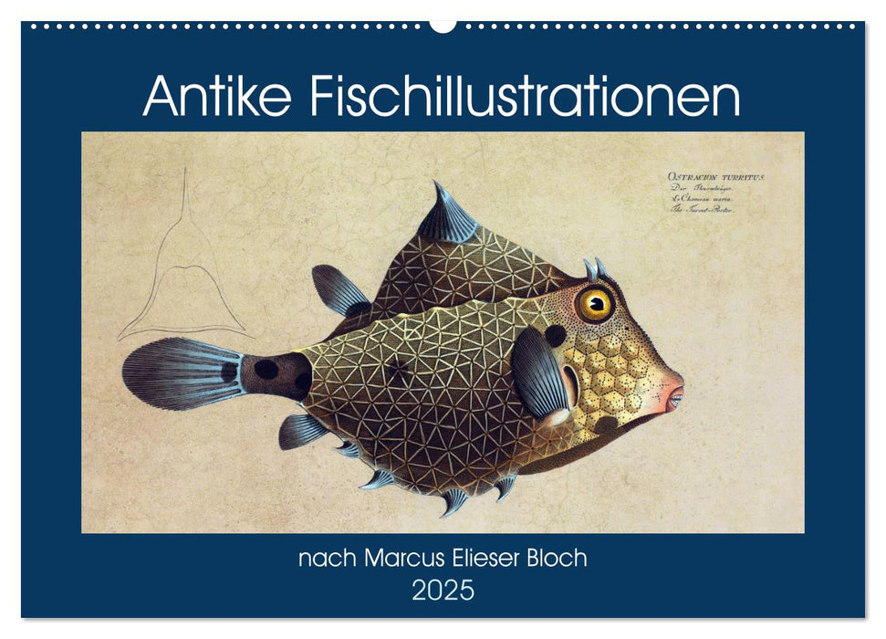 Antike Fischillustrationen nach Marcus Elieser Bloch (CALVENDO Wandkalender 2025)