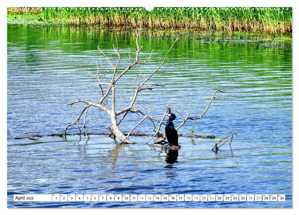 Grünes Europa - Naturparadies Drausensee (CALVENDO Premium Wandkalender 2025)