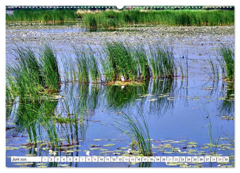 Grünes Europa - Naturparadies Drausensee (CALVENDO Premium Wandkalender 2025)