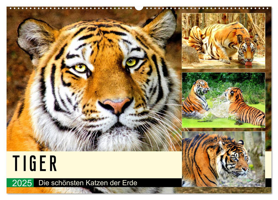 Tiger. Die schönsten Katzen der Erde (CALVENDO Wandkalender 2025)