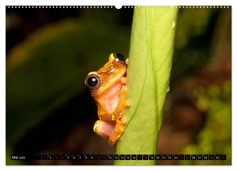 Ecuadors Frösche (CALVENDO Premium Wandkalender 2025)