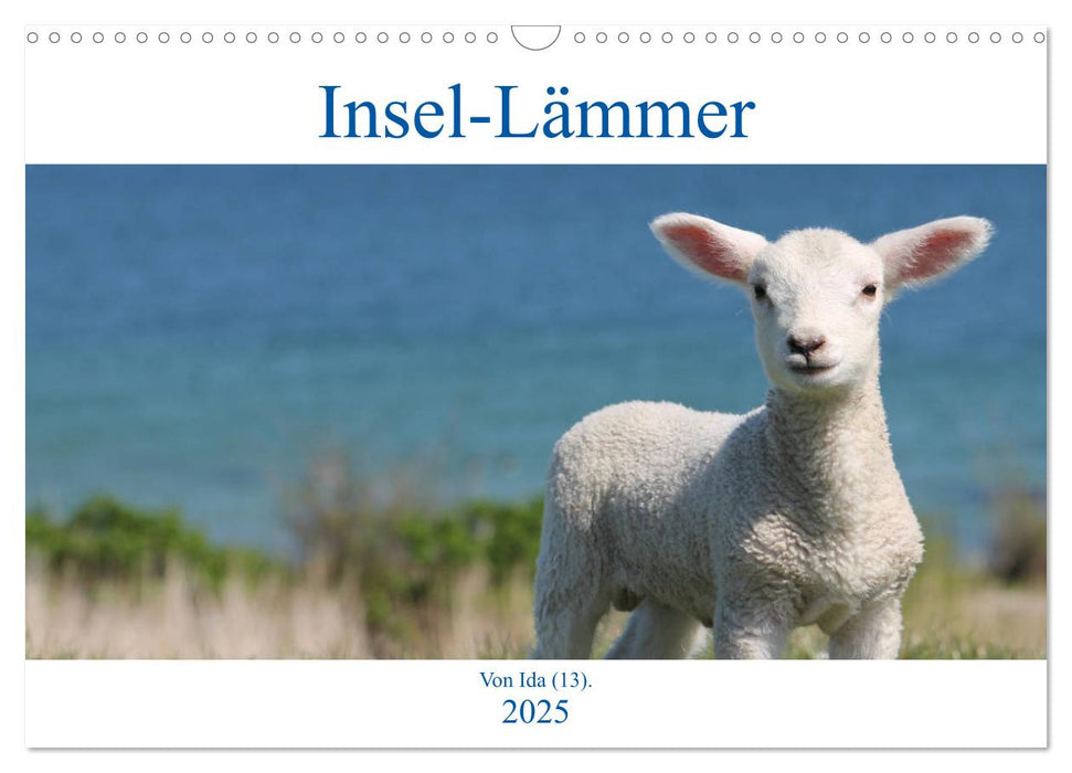 Insel-Lämmer (CALVENDO Wandkalender 2025)