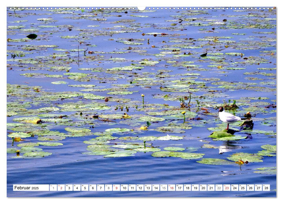 Grünes Europa - Naturparadies Drausensee (CALVENDO Wandkalender 2025)