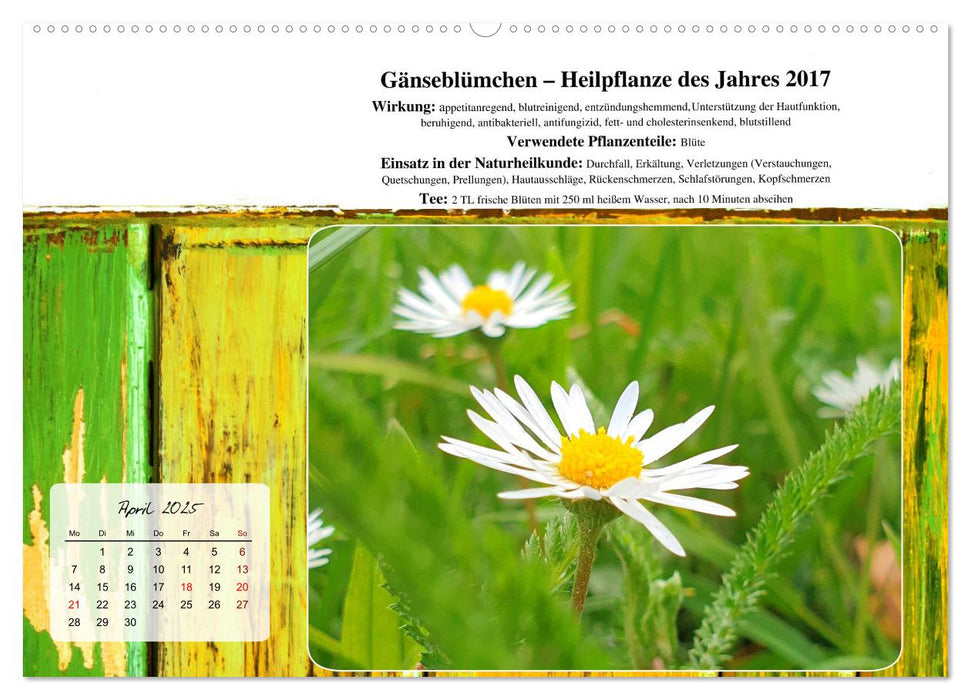 Gesundheit vor deiner Haustüre - Heilpflanzen am Alpenrand - Wirkung, Anwendungsbereiche und Teezubereitung (CALVENDO Premium Wandkalender 2025)