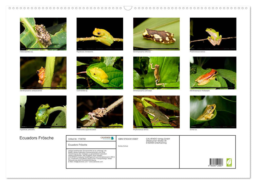 Ecuadors Frösche (CALVENDO Wandkalender 2025)