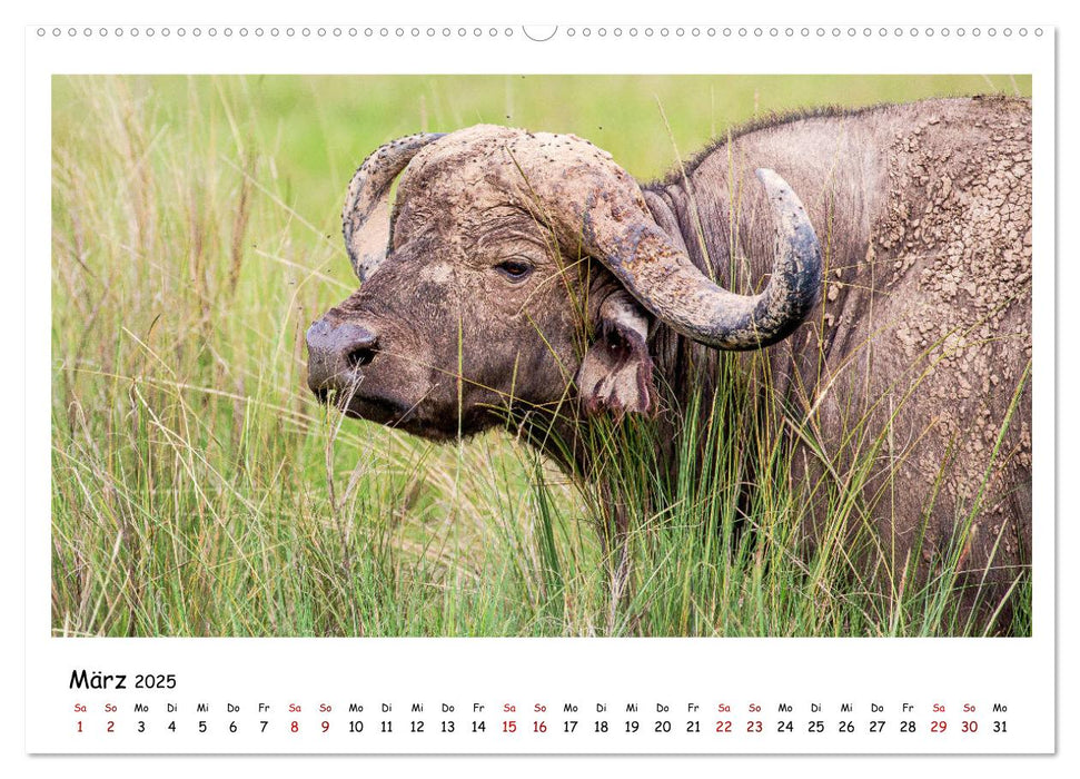 Tierparadies Kenia (CALVENDO Premium Wandkalender 2025)