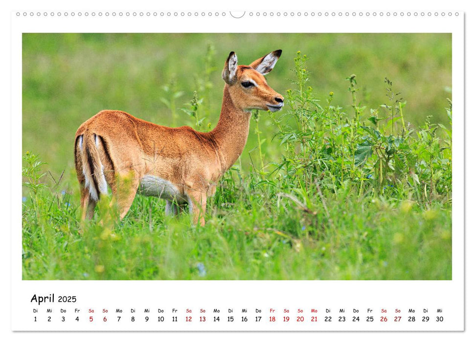 Tierparadies Kenia (CALVENDO Premium Wandkalender 2025)