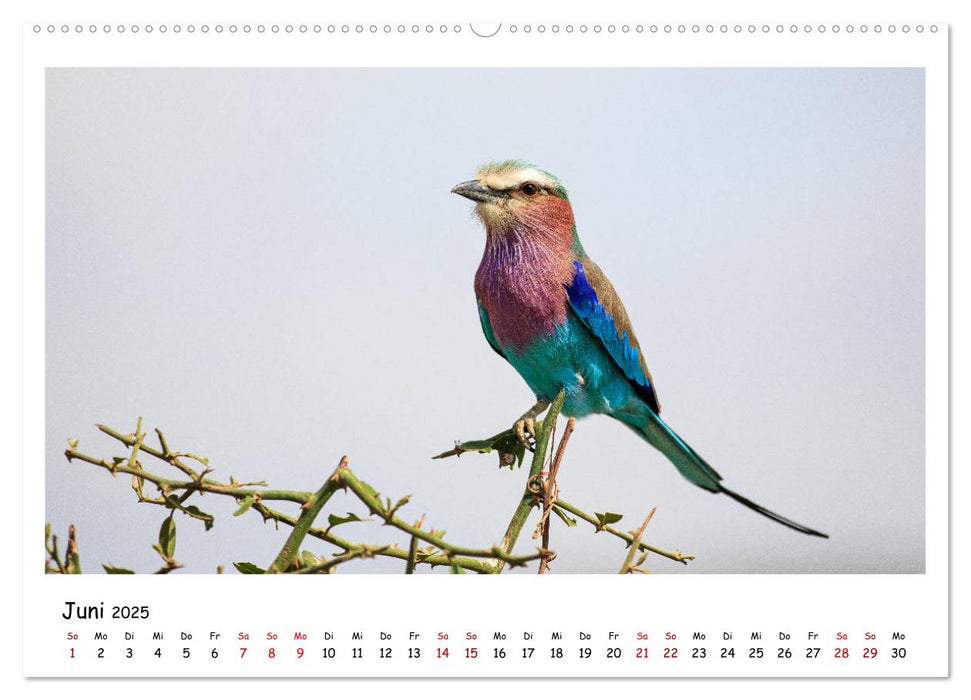 Tierparadies Kenia (CALVENDO Premium Wandkalender 2025)