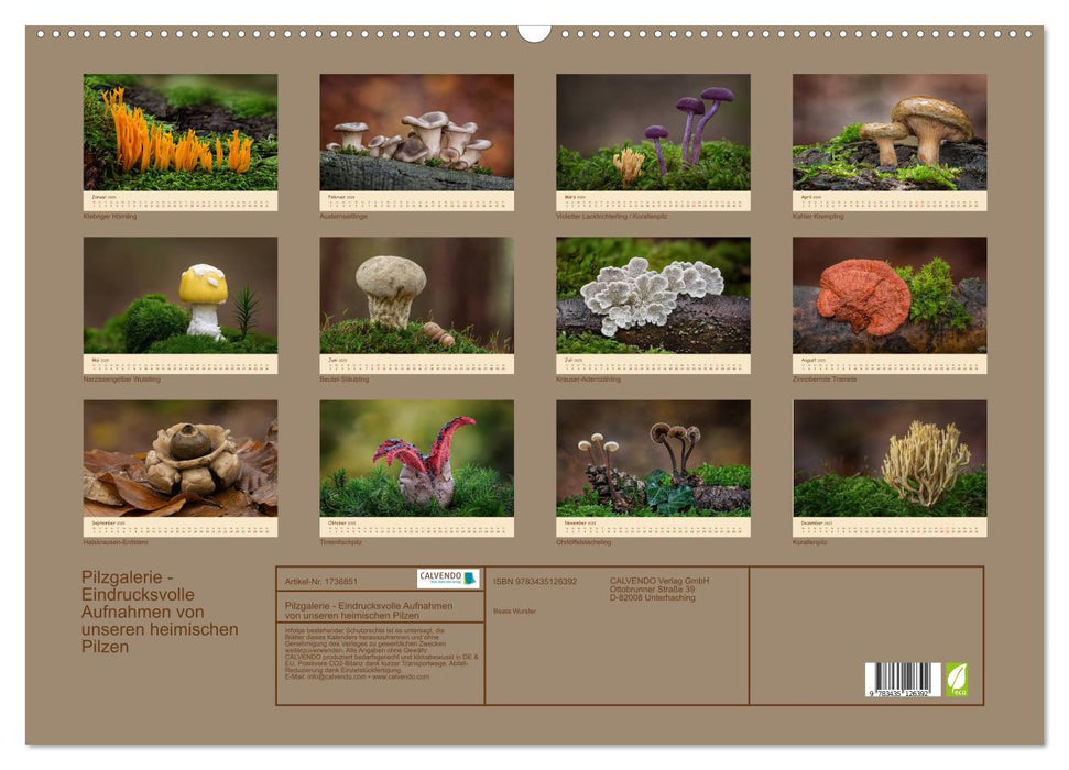 Pilzgalerie - Eindrucksvolle Aufnahmen von unseren heimischen Pilzen (CALVENDO Wandkalender 2025)