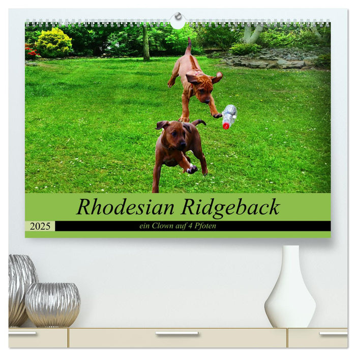 Rhodesian Ridgeback ein Clown auf 4 Pfoten (CALVENDO Premium Wandkalender 2025)