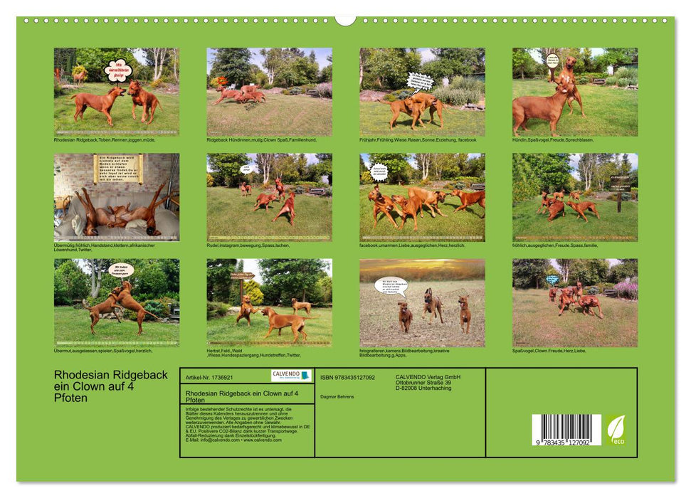 Rhodesian Ridgeback ein Clown auf 4 Pfoten (CALVENDO Premium Wandkalender 2025)