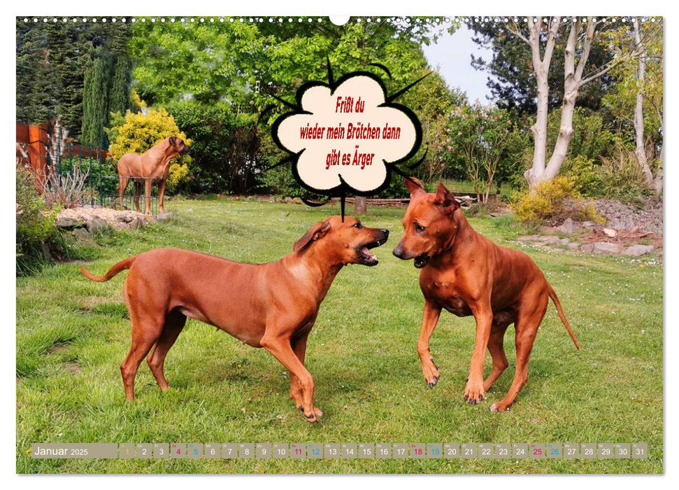 Rhodesian Ridgeback ein Clown auf 4 Pfoten (CALVENDO Premium Wandkalender 2025)