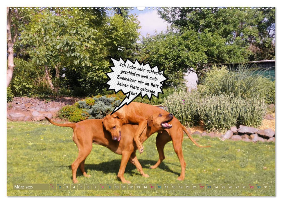 Rhodesian Ridgeback ein Clown auf 4 Pfoten (CALVENDO Premium Wandkalender 2025)