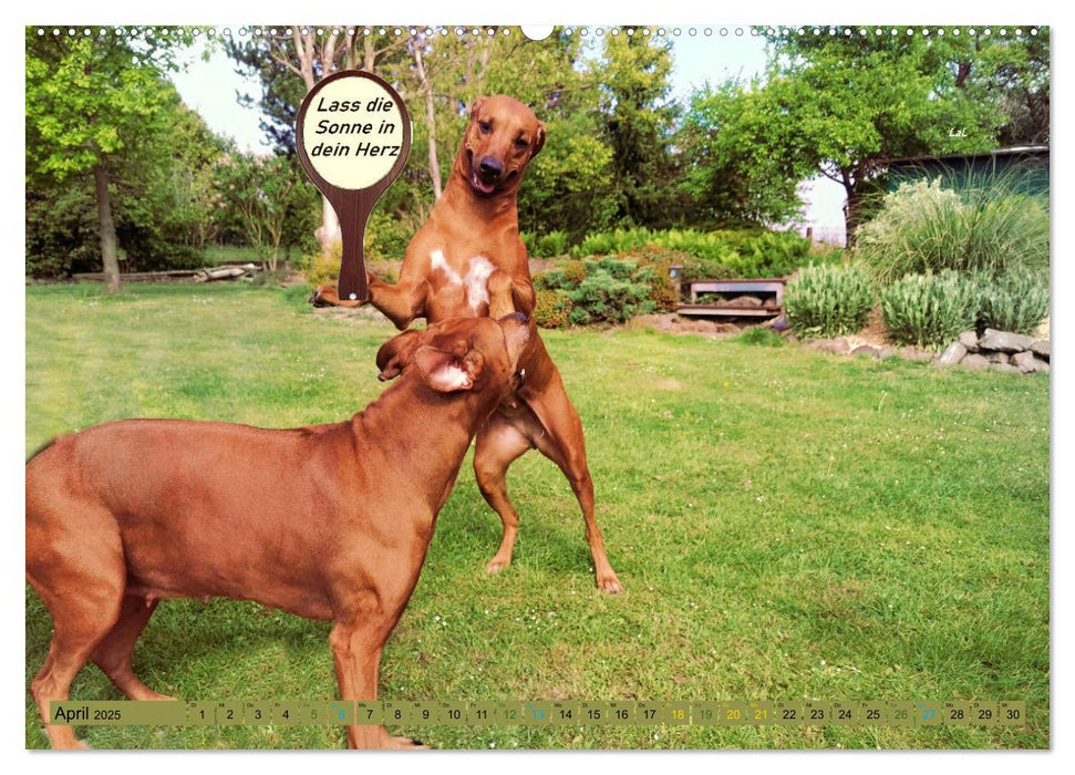 Rhodesian Ridgeback ein Clown auf 4 Pfoten (CALVENDO Premium Wandkalender 2025)