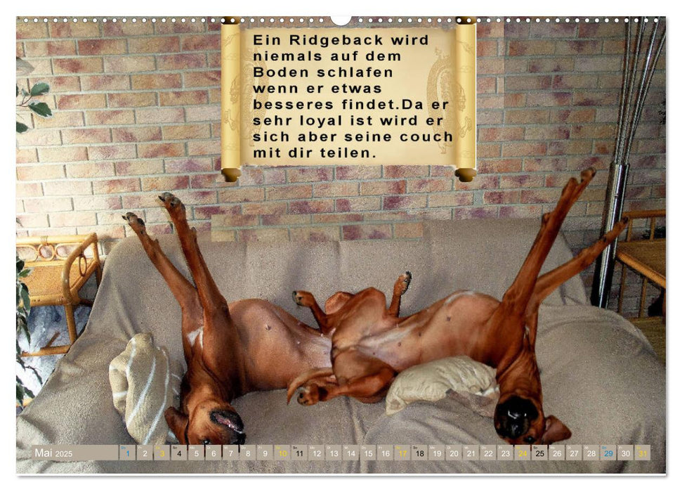 Rhodesian Ridgeback ein Clown auf 4 Pfoten (CALVENDO Premium Wandkalender 2025)