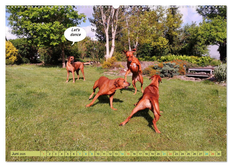 Rhodesian Ridgeback ein Clown auf 4 Pfoten (CALVENDO Premium Wandkalender 2025)