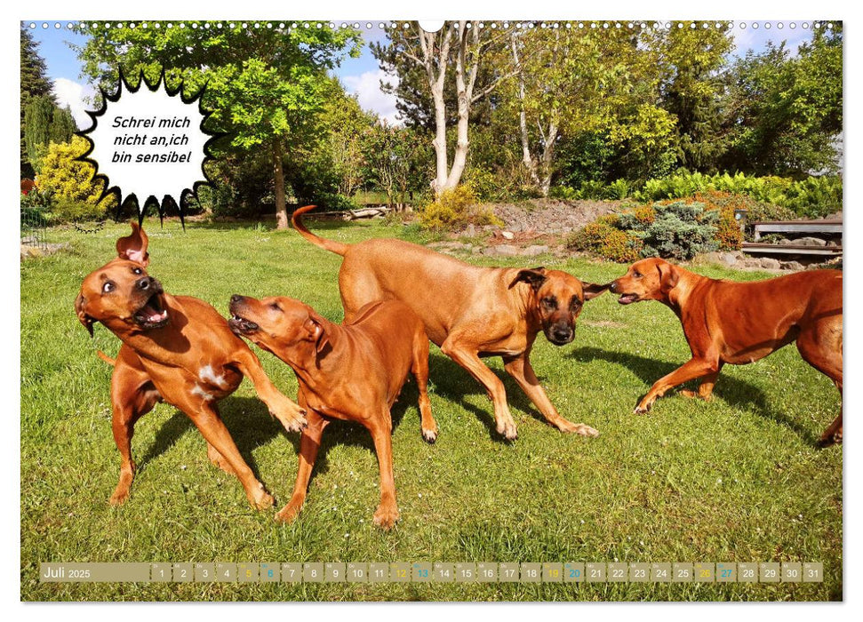 Rhodesian Ridgeback ein Clown auf 4 Pfoten (CALVENDO Premium Wandkalender 2025)