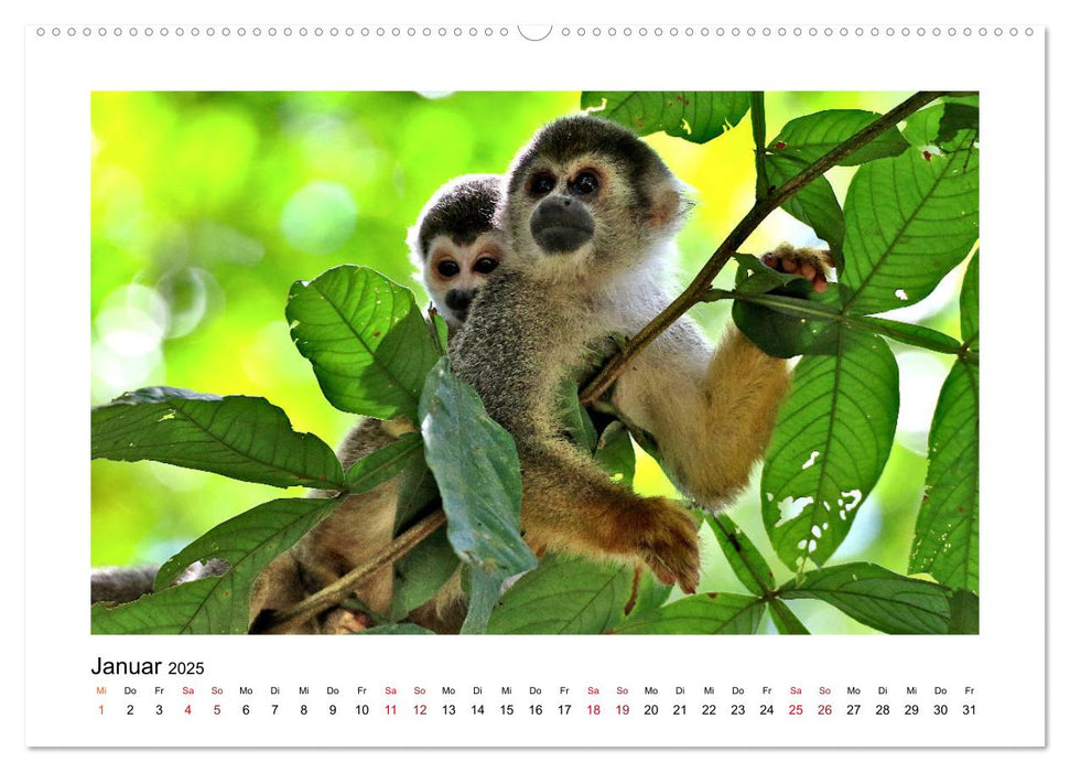 Kolumbiens Tierwelt (CALVENDO Premium Wandkalender 2025)