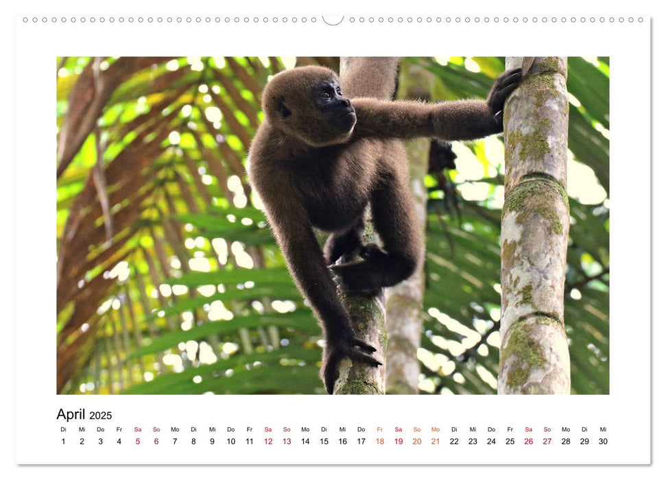 Kolumbiens Tierwelt (CALVENDO Premium Wandkalender 2025)