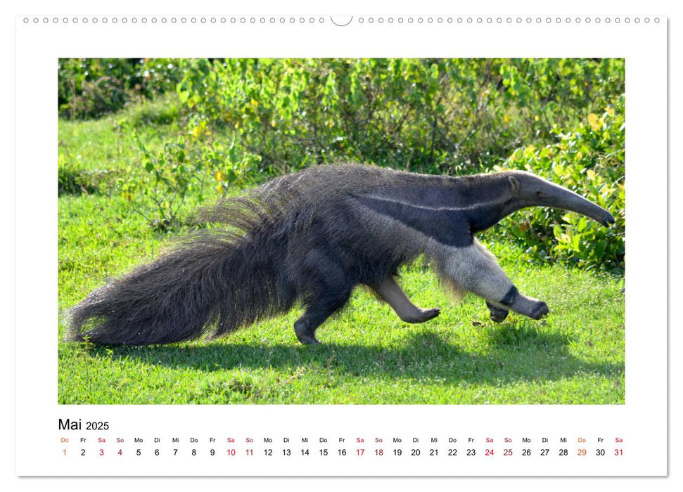 Kolumbiens Tierwelt (CALVENDO Premium Wandkalender 2025)