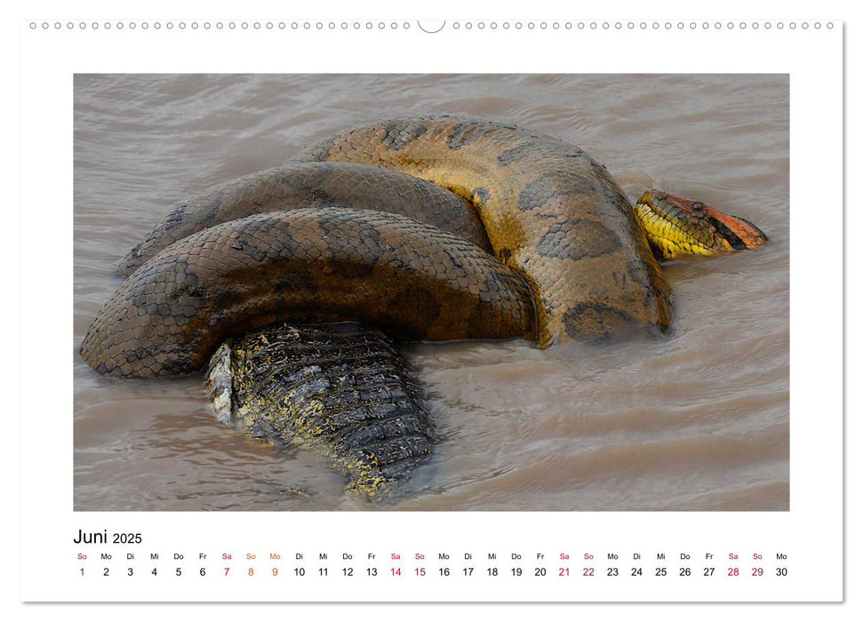 Kolumbiens Tierwelt (CALVENDO Premium Wandkalender 2025)