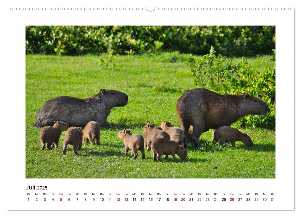 Kolumbiens Tierwelt (CALVENDO Premium Wandkalender 2025)