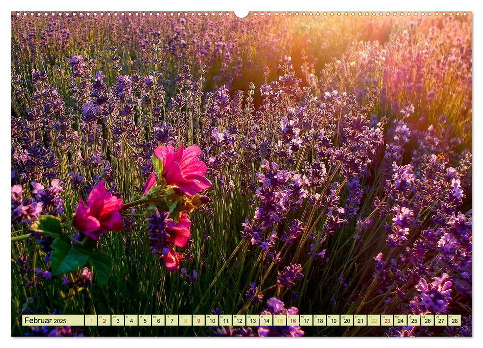 Traum-Ziele - Lavendel der Provence, Frankreich (CALVENDO Premium Wandkalender 2025)