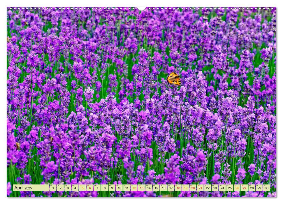 Traum-Ziele - Lavendel der Provence, Frankreich (CALVENDO Premium Wandkalender 2025)